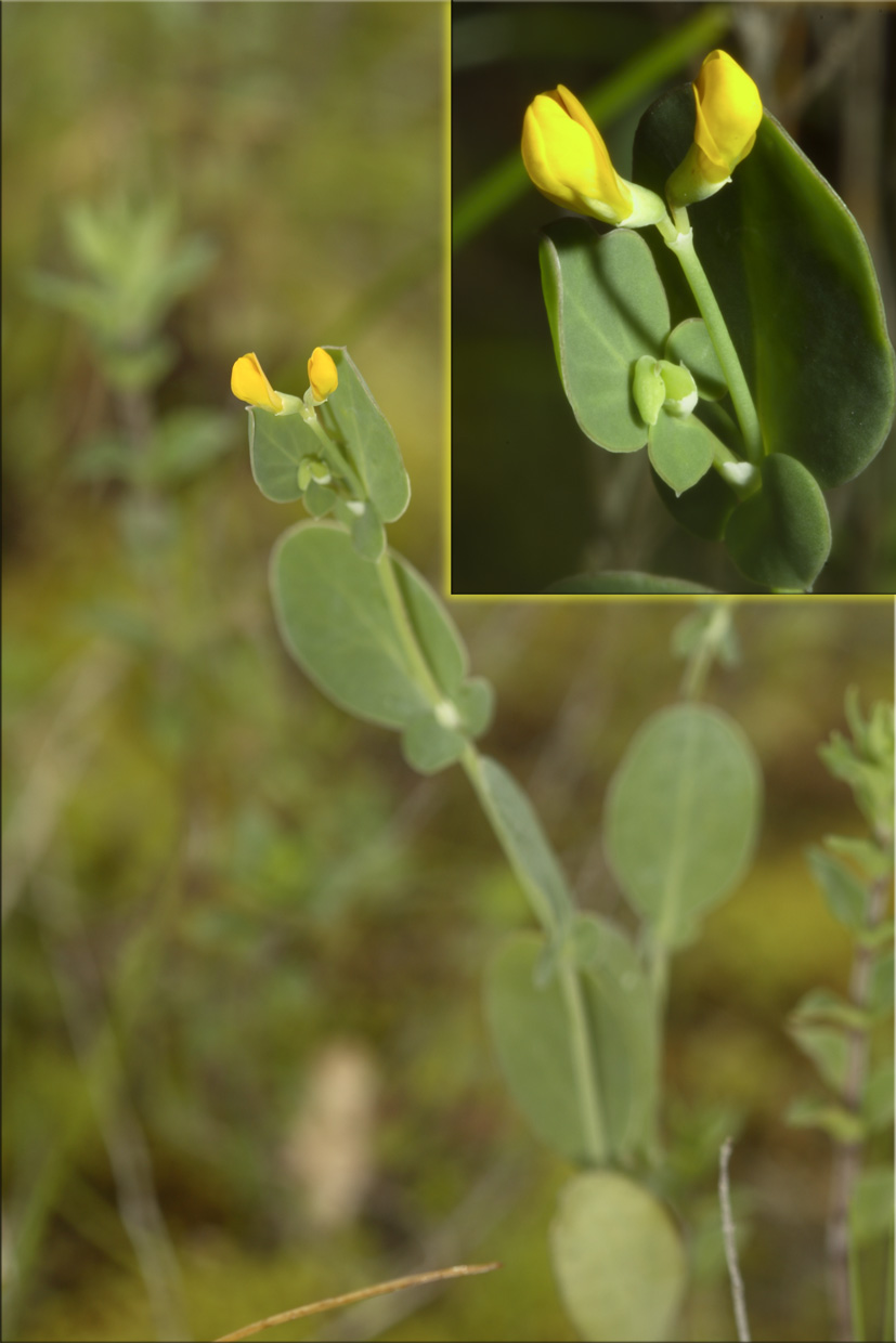 Coronilla scorpioides / Cornetta coda-di-scorpione
